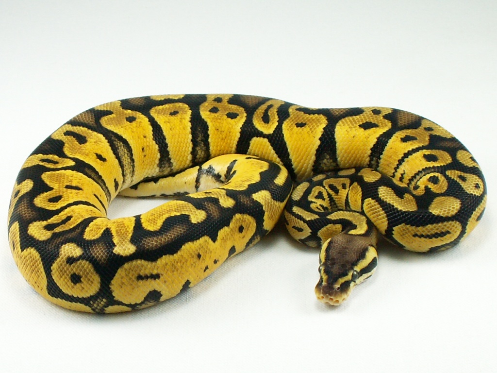 Pastel het Albino female