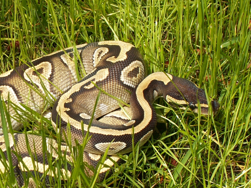 My female Fire Mojave