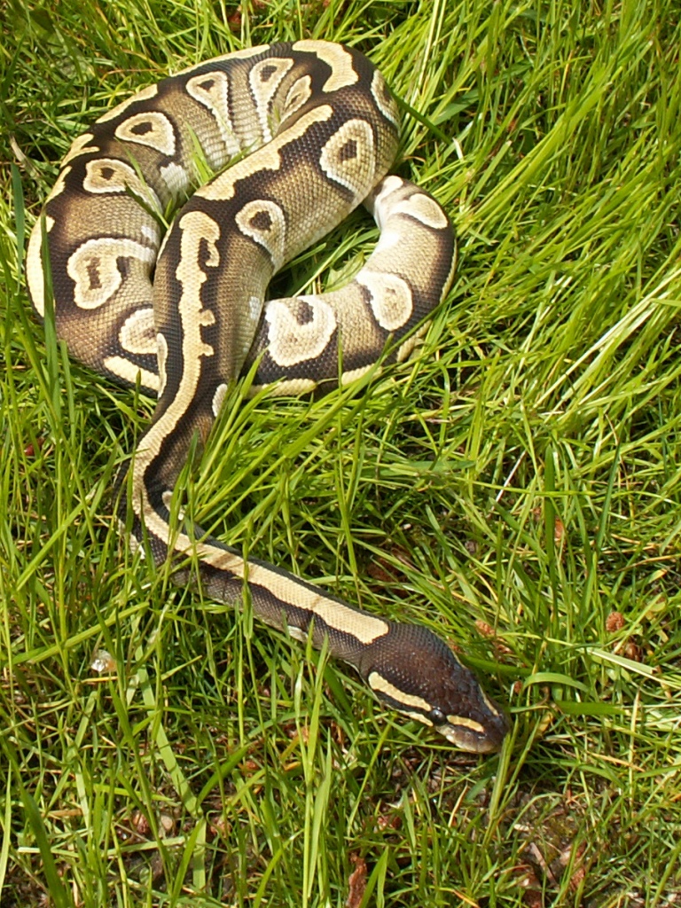 My female Fire Mojave