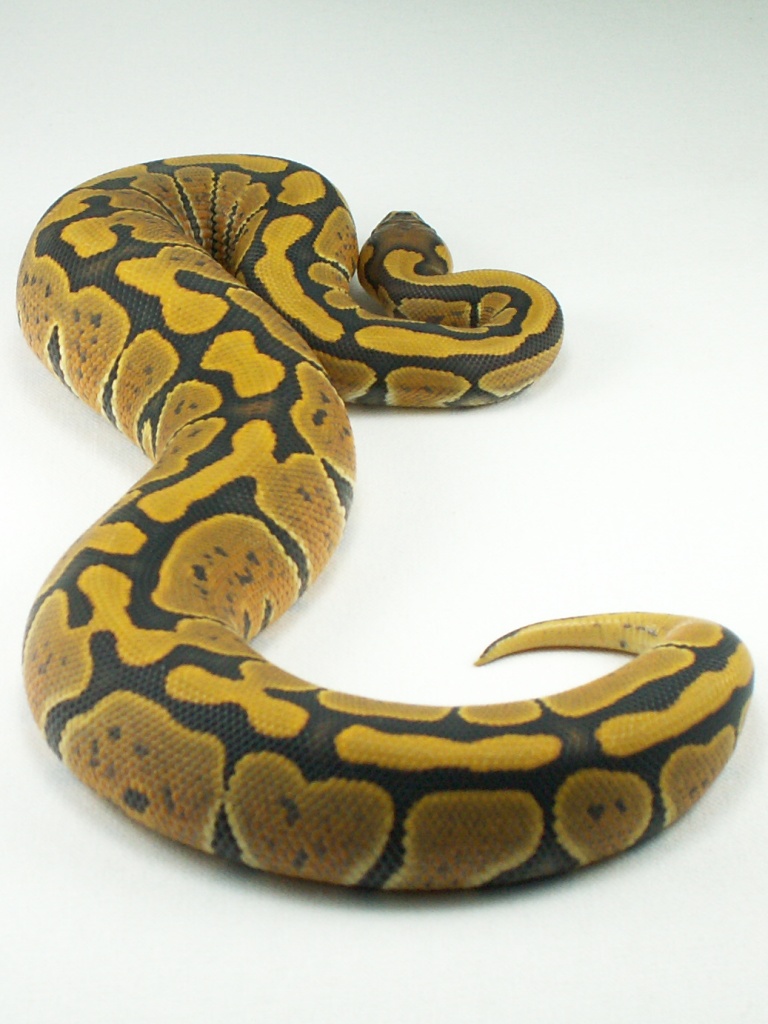 Hypo (Orange Ghost) female 1