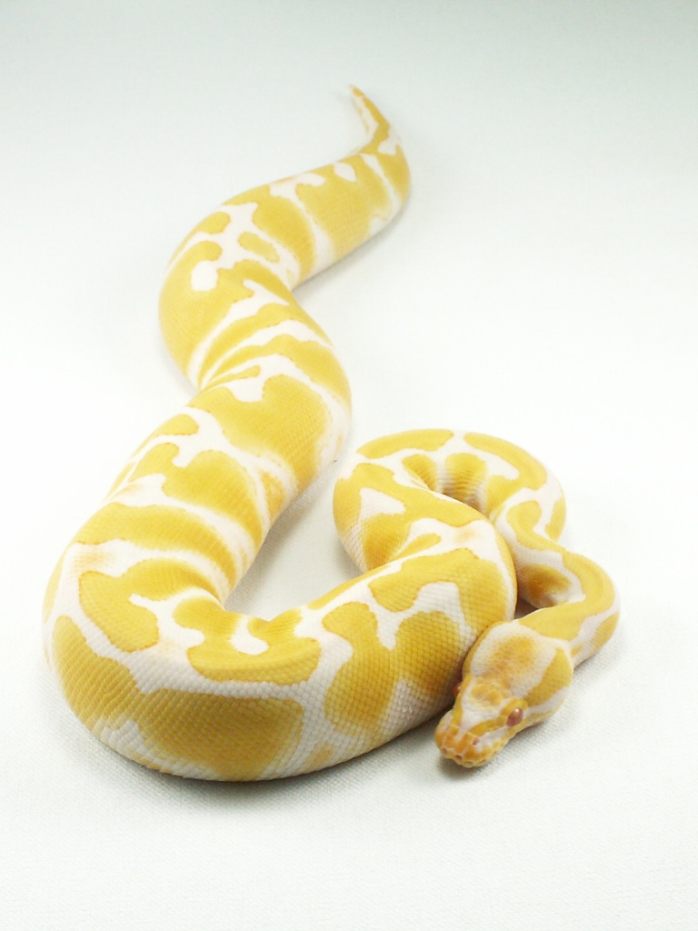 Albino female 1