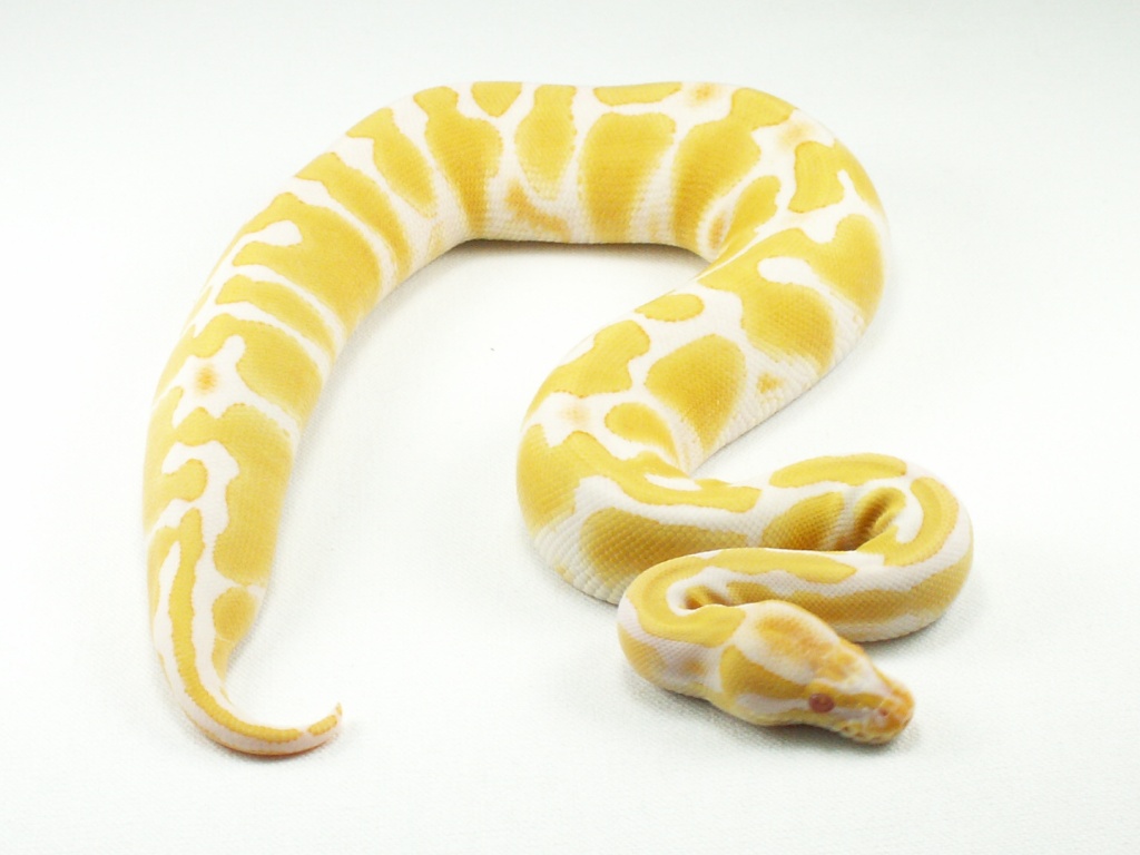 Albino female 1