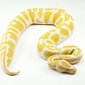 Albino female 1