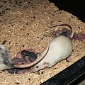 My rats