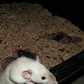 My rats