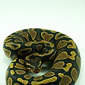 Yellow Belly female 2