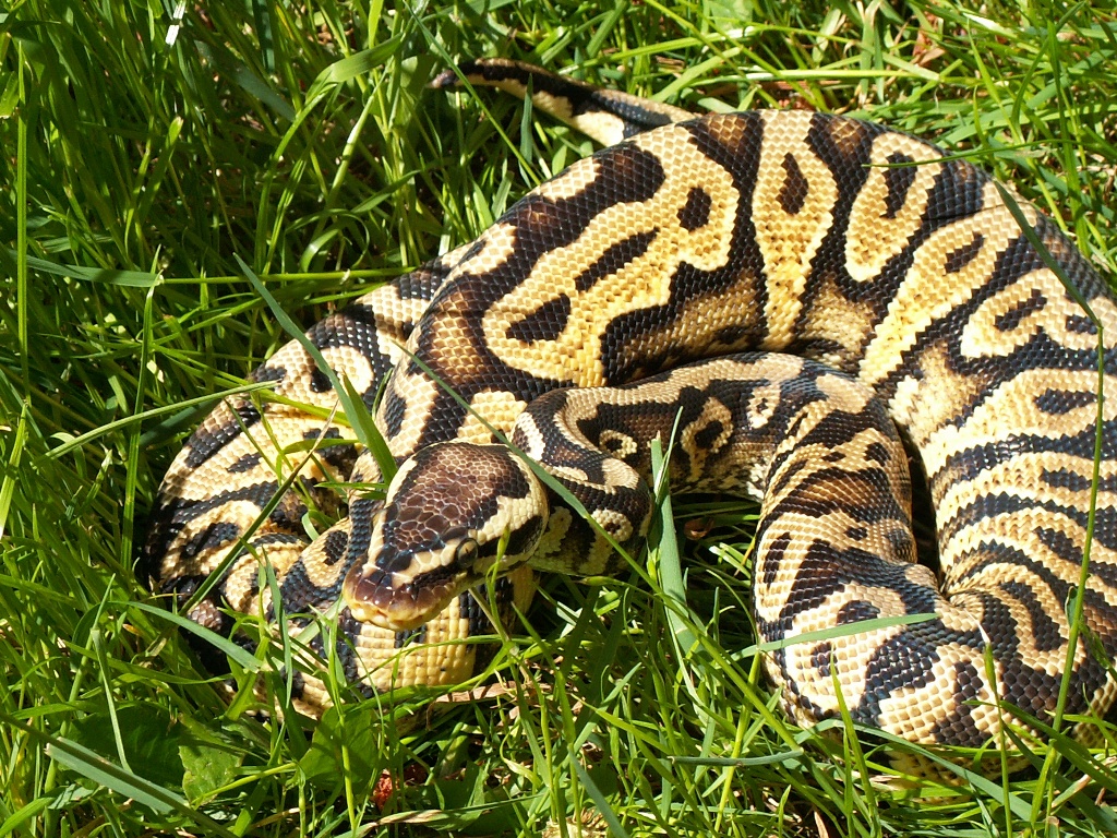 My male Pastel Yellow Belly