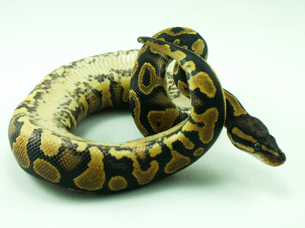 Yellow Belly female 2