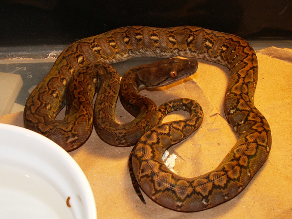 My female Super Dwarf Reticulated Python