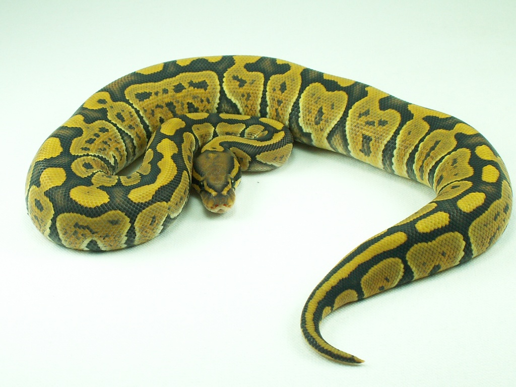 Hypo (Orange Ghost) female 2