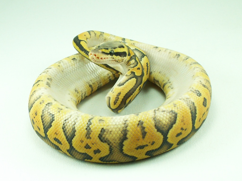 Pastel Hypo (POG) female