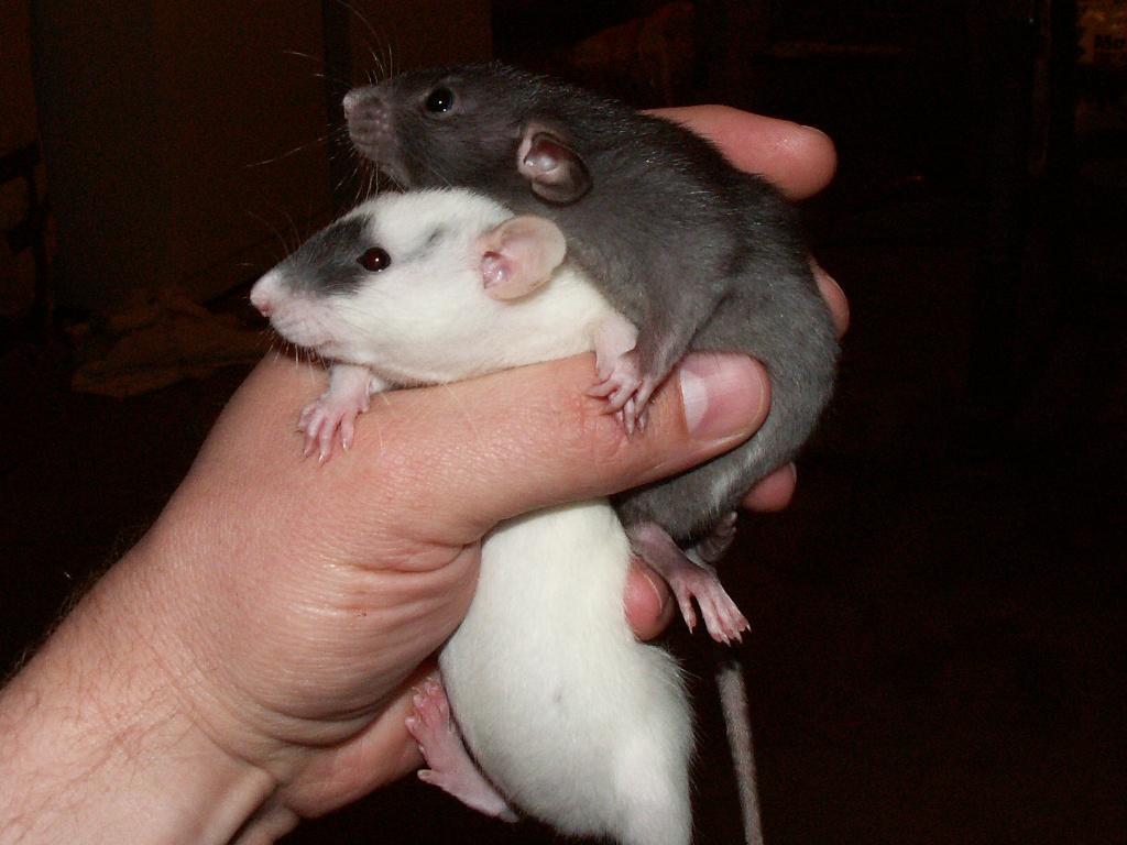 My rats