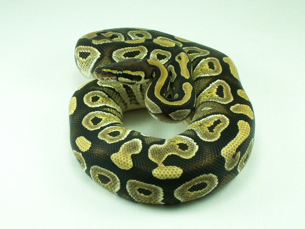 Mojave female