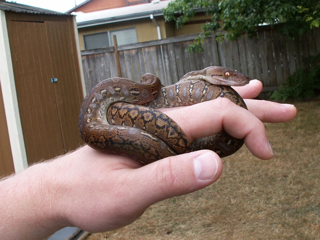 My Super Dwarf Retic male