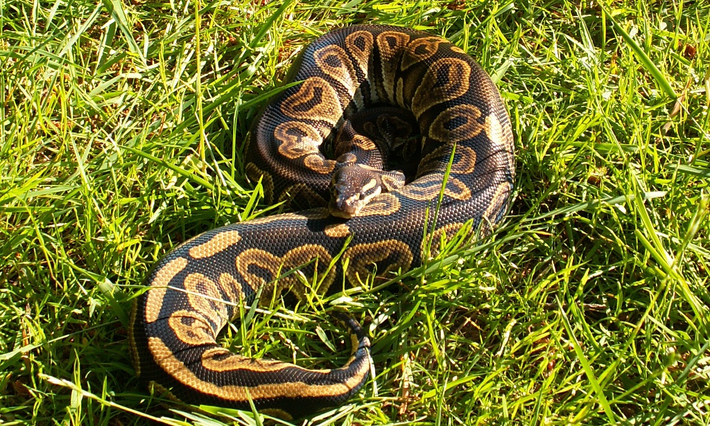 My female Black Pastel