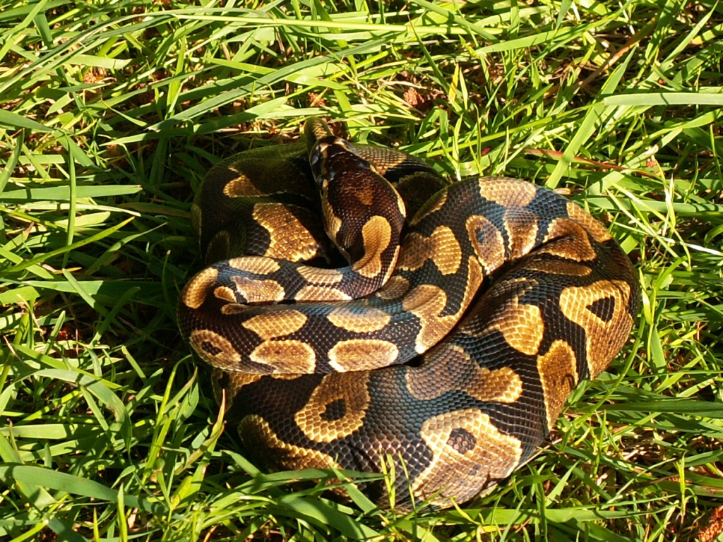 My female Sugar