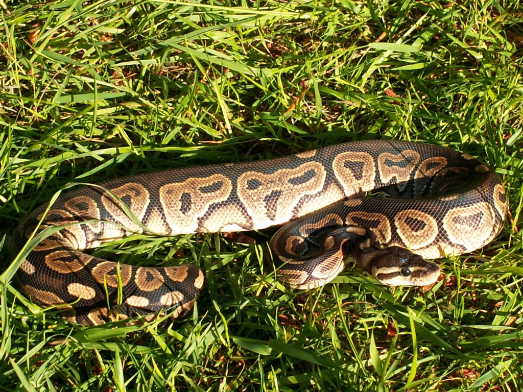 My female Cinnamon