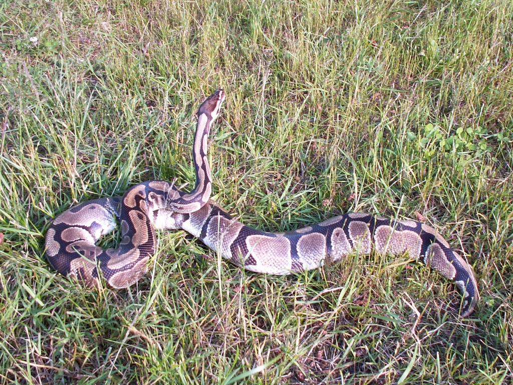 My new proven Normal female