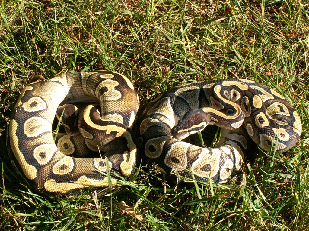 My Fire Mojave and Mojave females