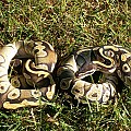 My Fire Mojave and Mojave females