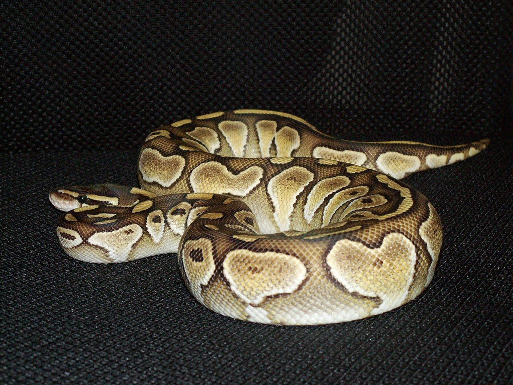 My female Lesser