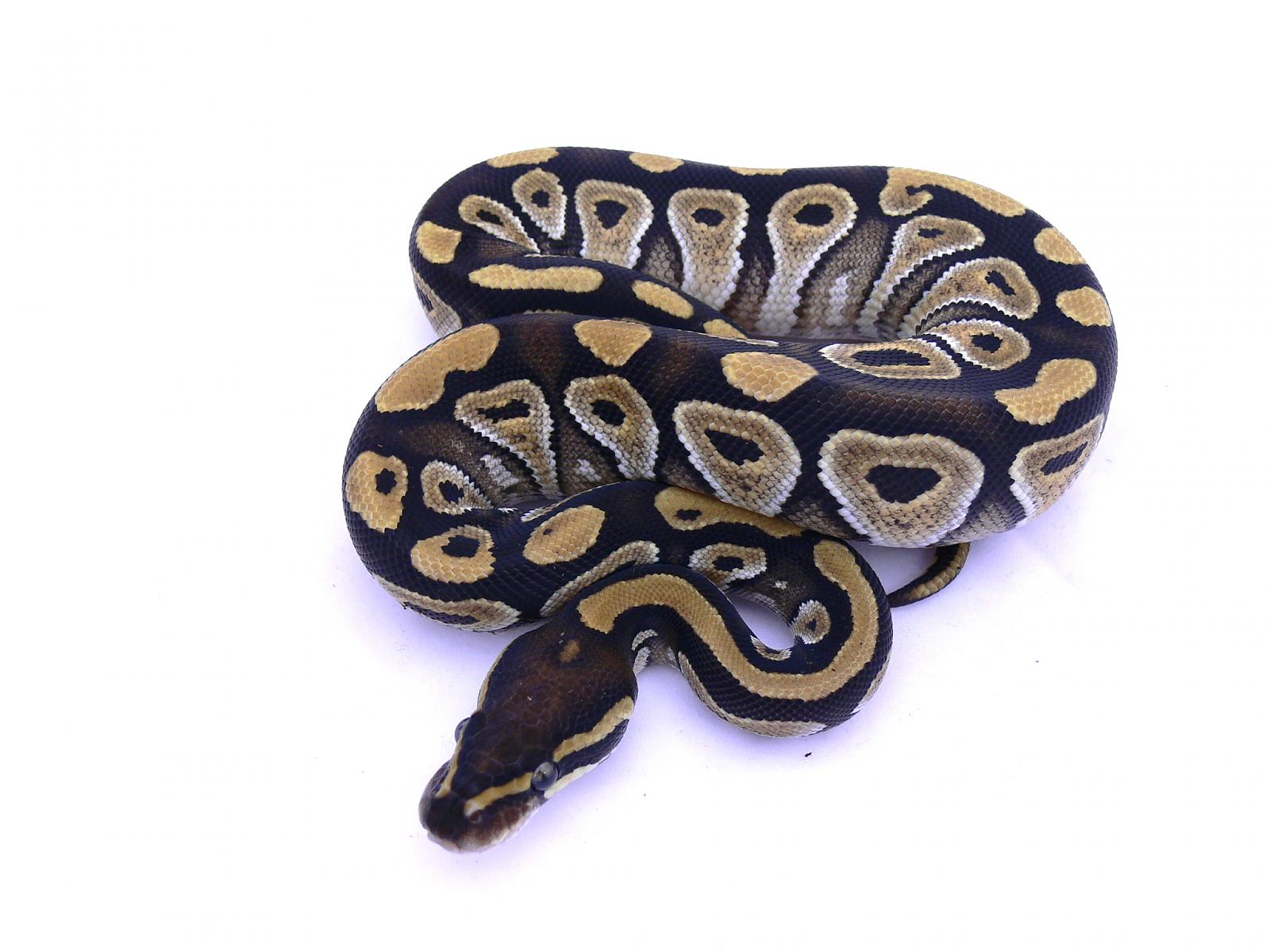 My female Mojave