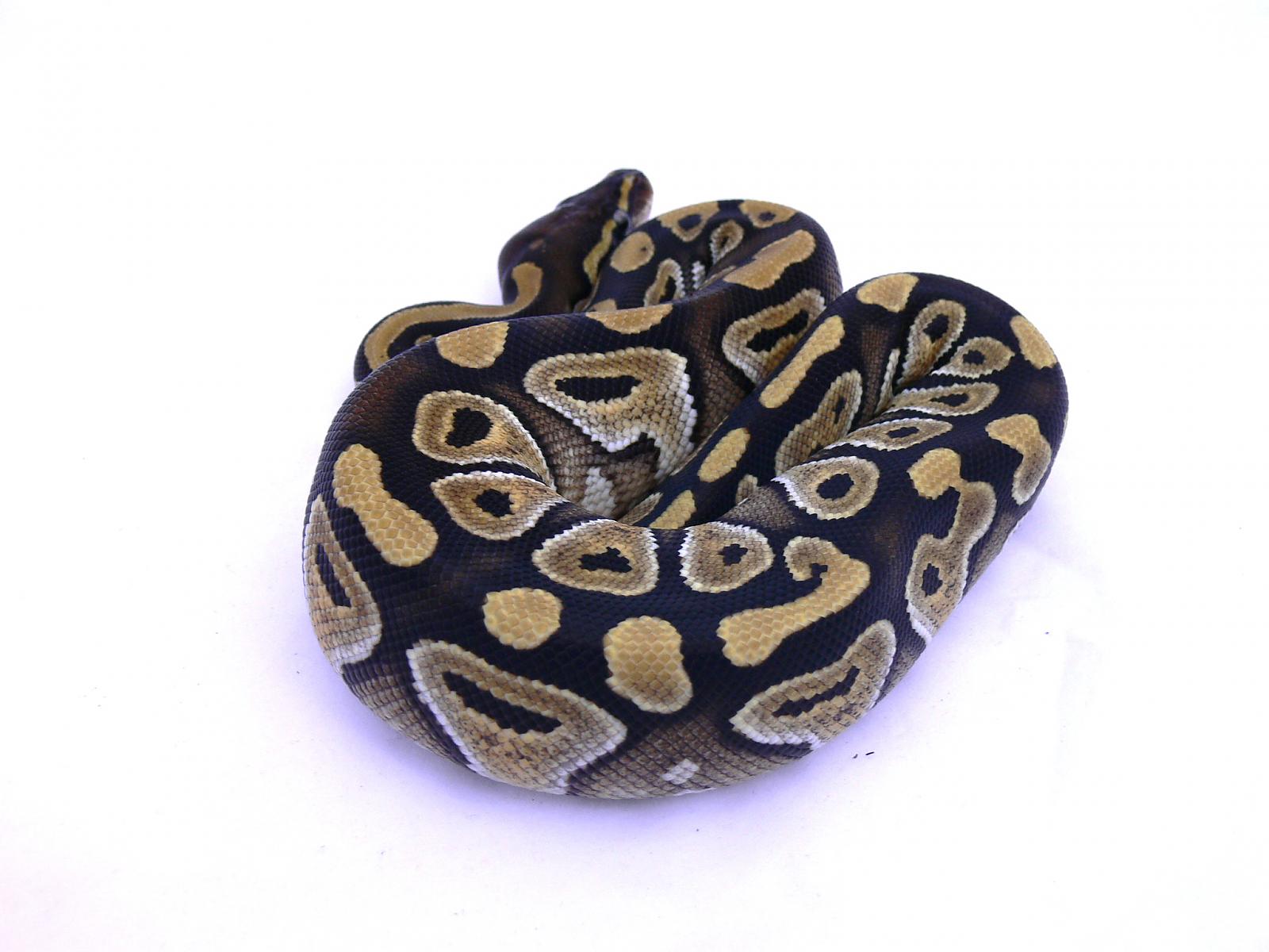 My female Mojave
