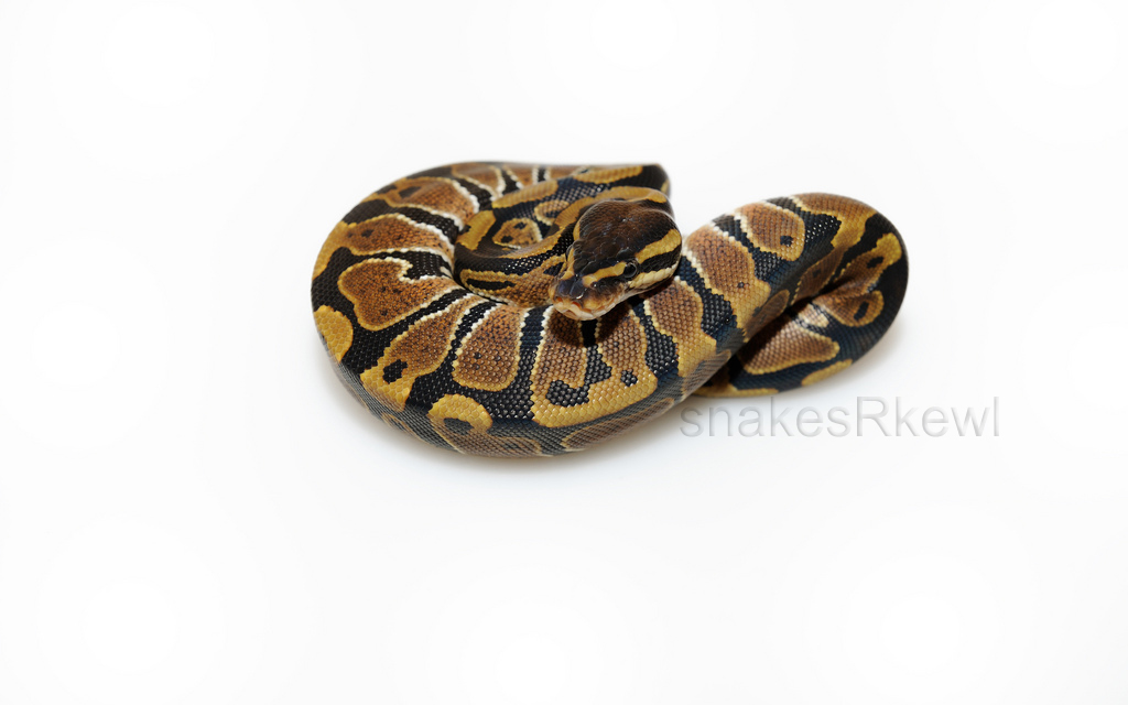 Normal het Albino Female