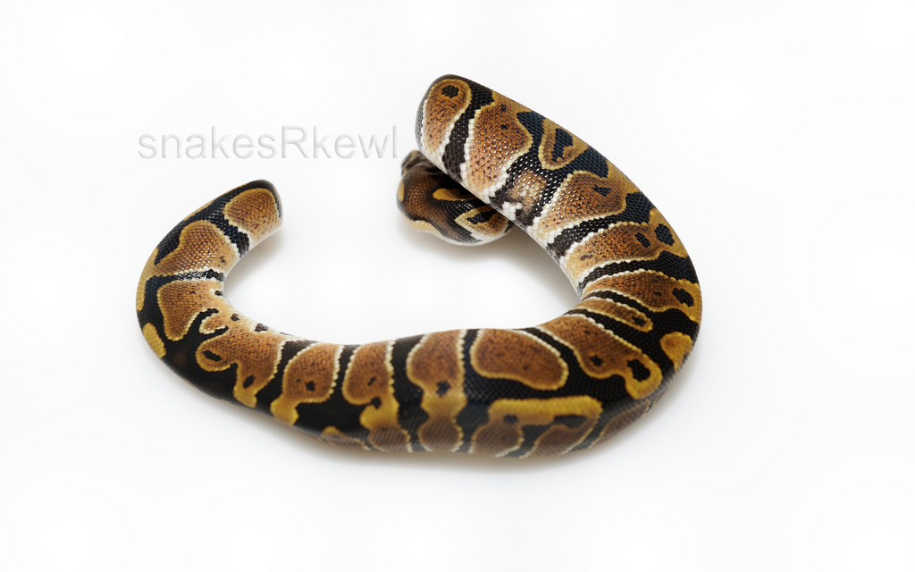 Normal het Albino Female