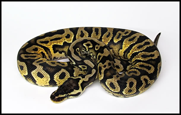 My male Pastel Yellowbelly