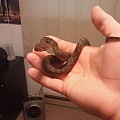 Male True Super Dwarf Reticulated Python