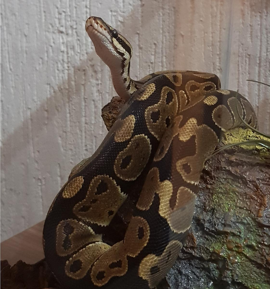 Snake 2