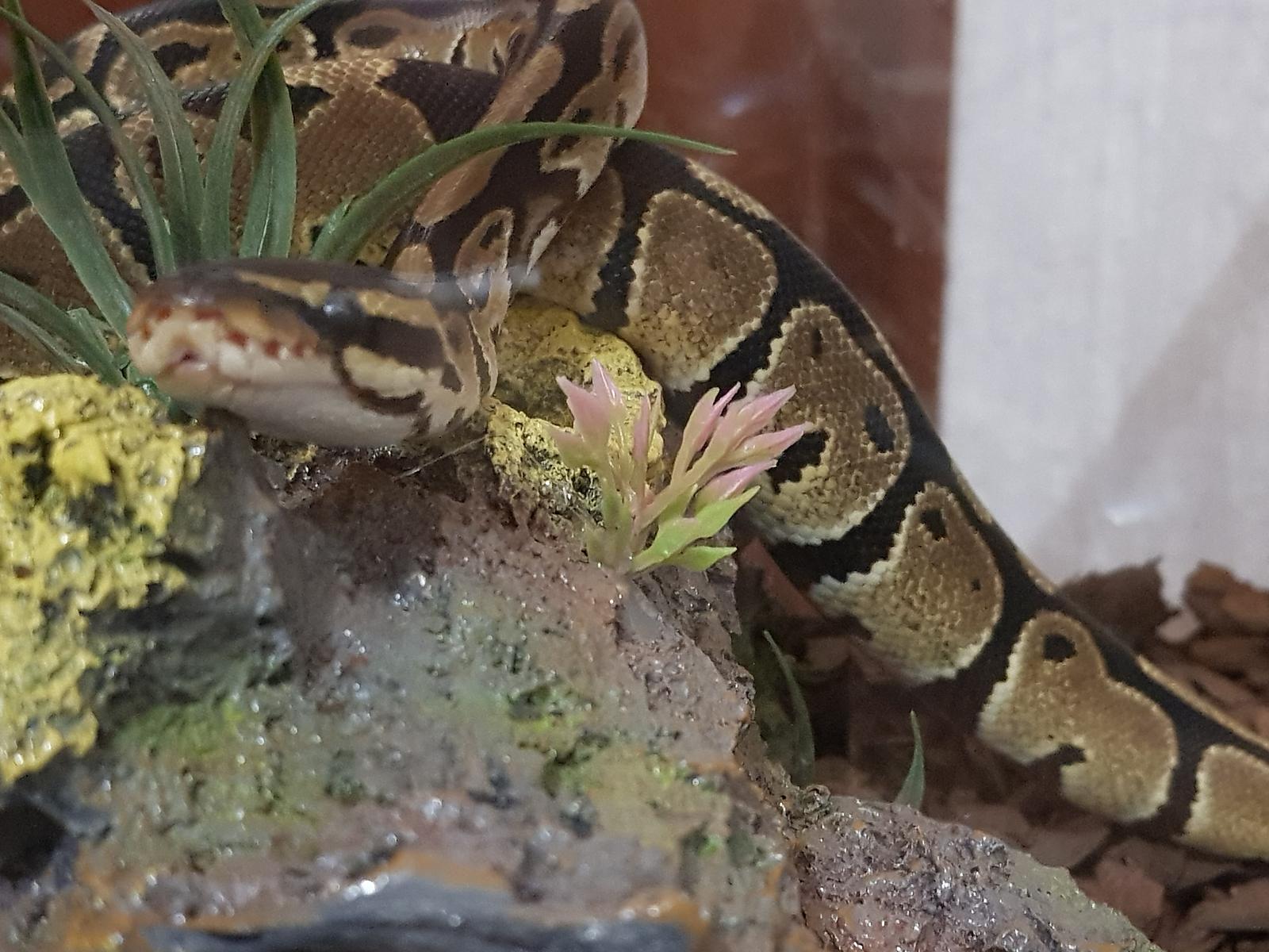 Snake 3