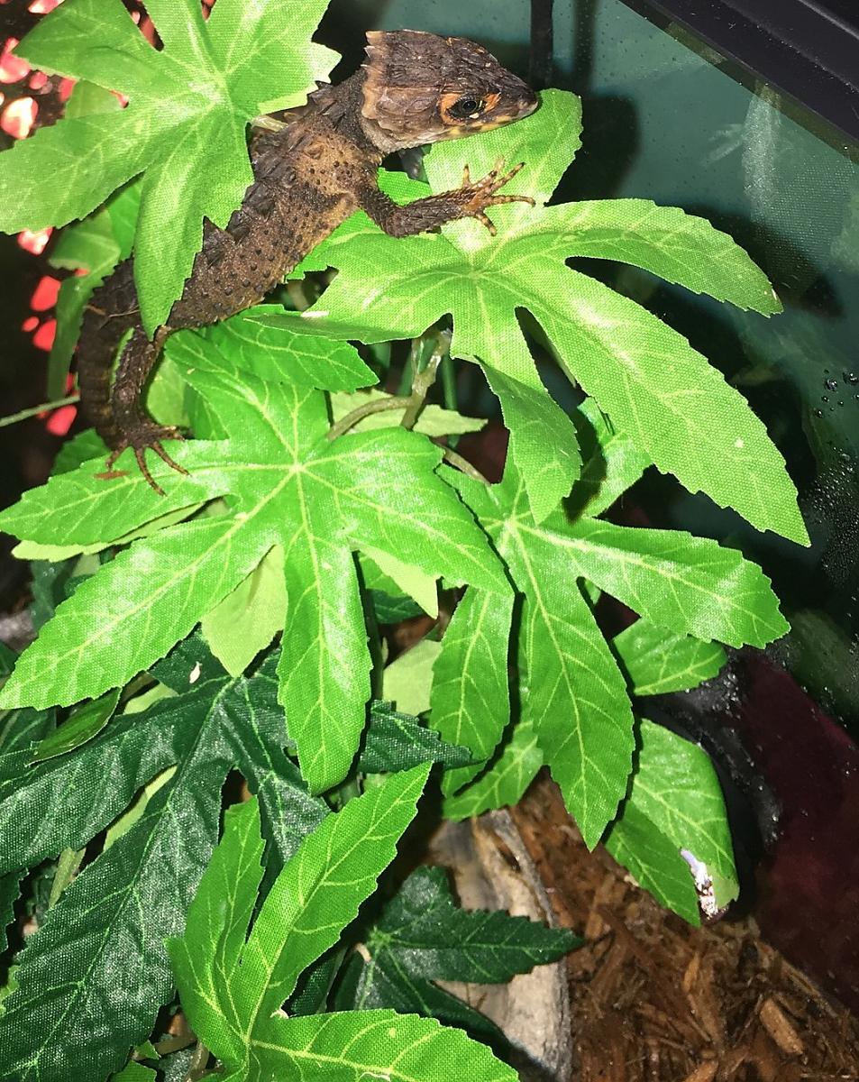 Spyro - Red Eyed Croc Skink