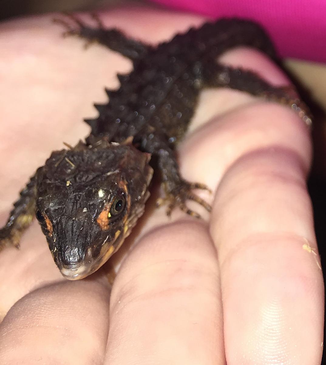 Spyro - Red Eyed Croc Skink