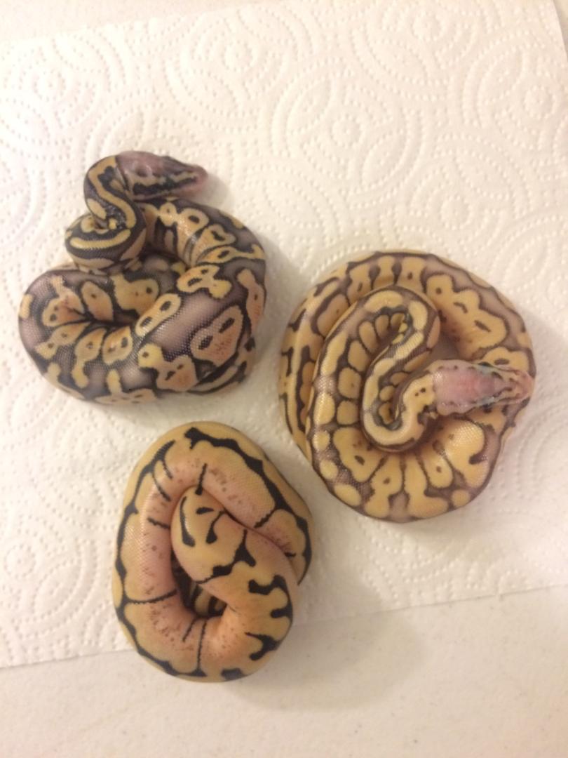 Pastave x Bumblebee - First ever clutch!