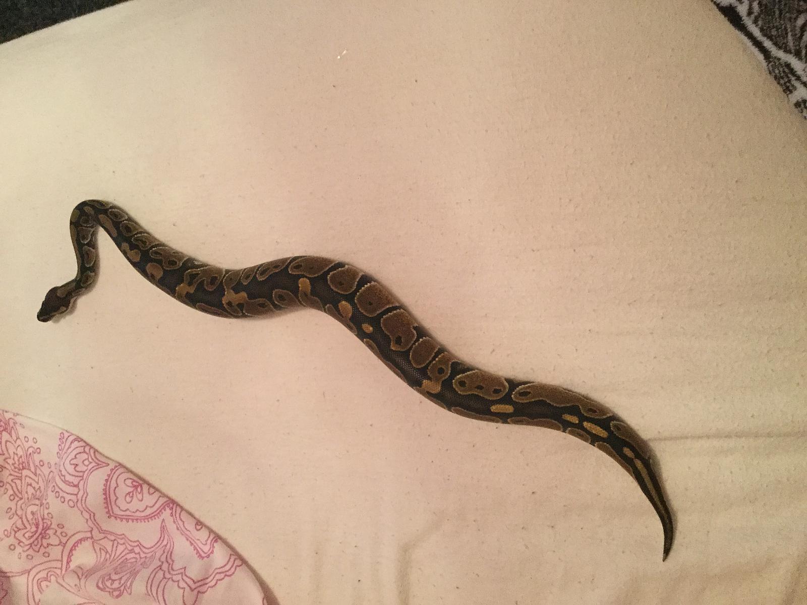 Ramen (Is he too fat?)