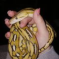 Reticulated Pythons