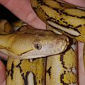 Reticulated Pythons
