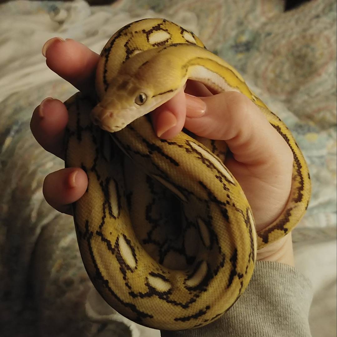 Reticulated Pythons