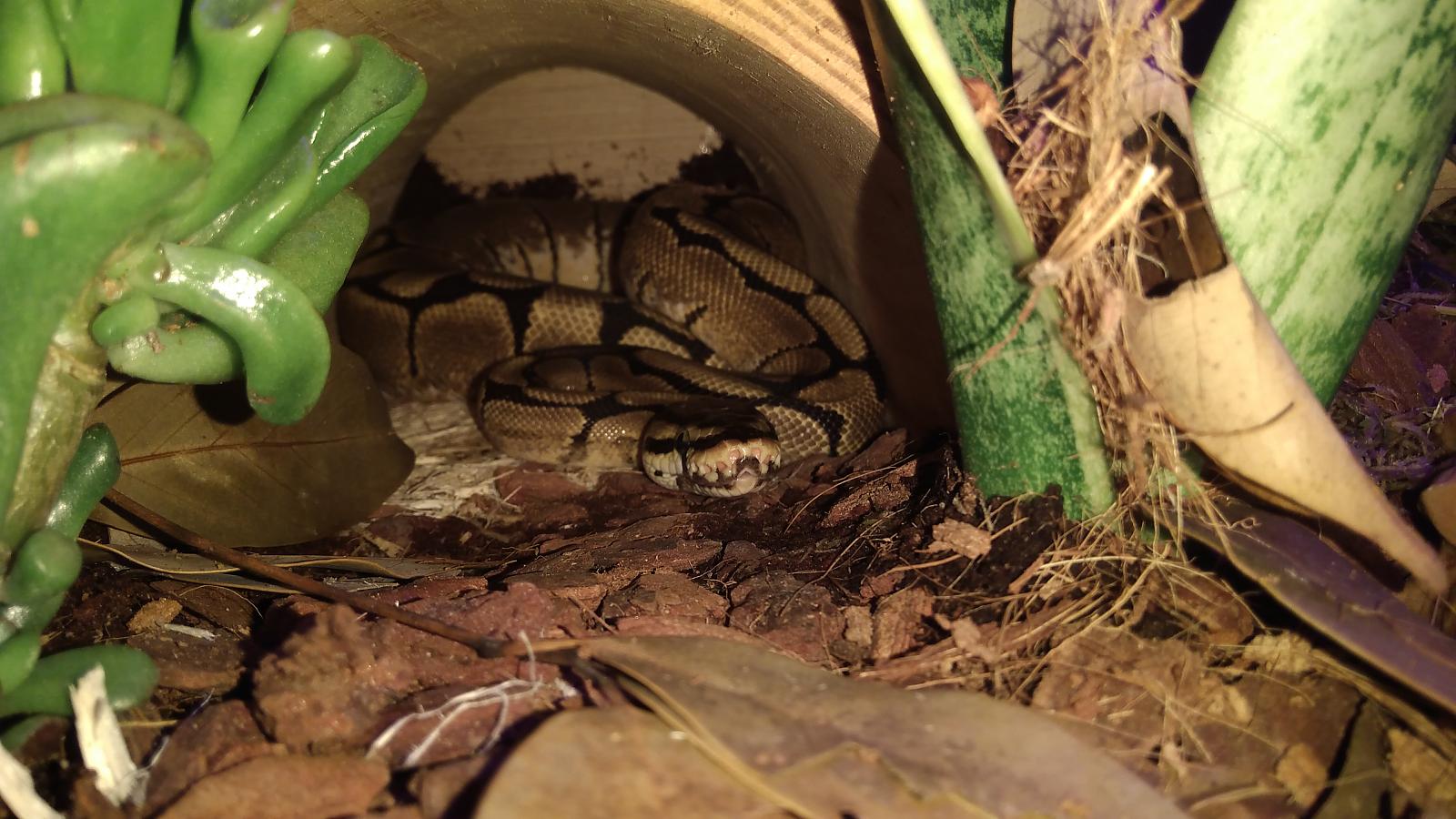 Wob's viv