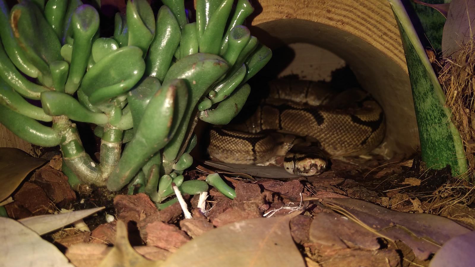Wob's viv