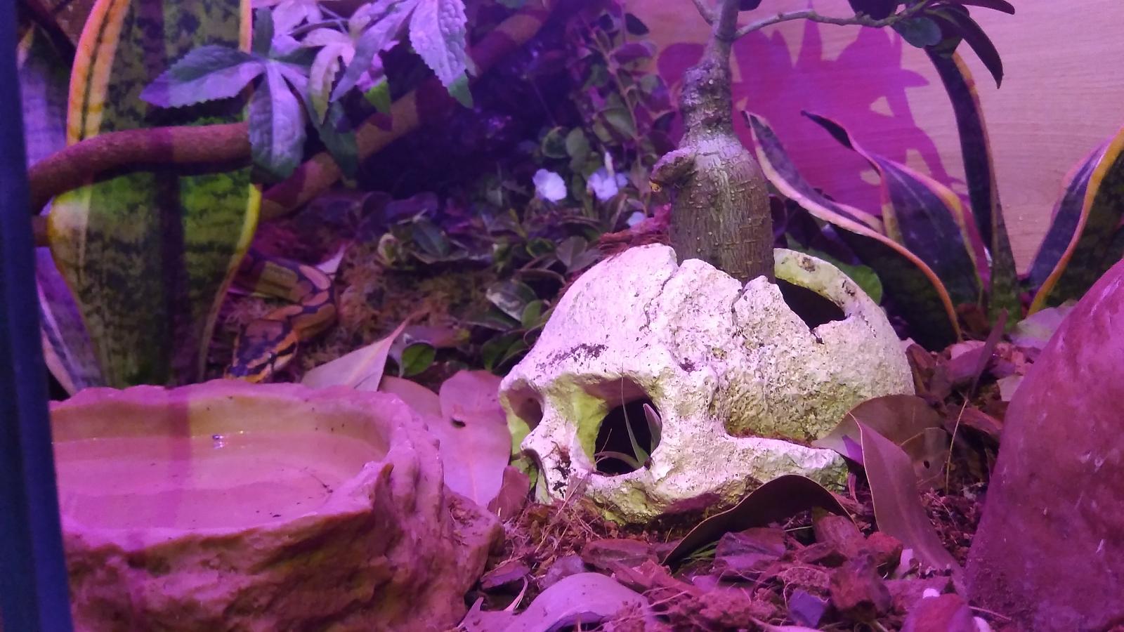 Wob's viv