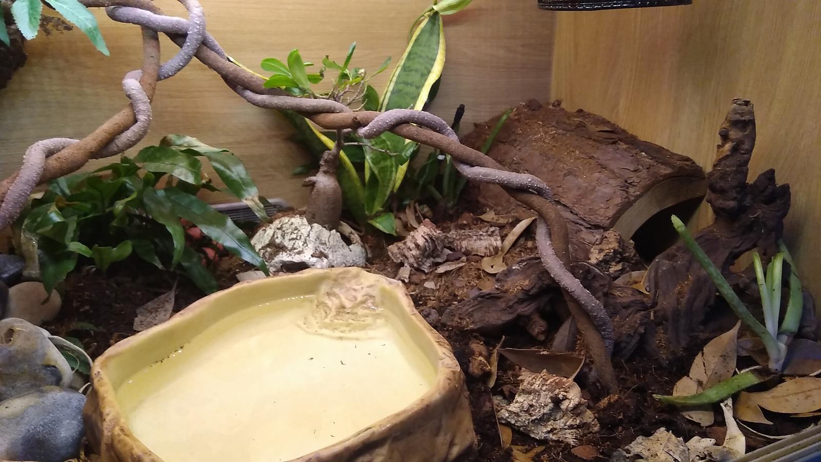 Wobs bioactive Viv 07.05.18