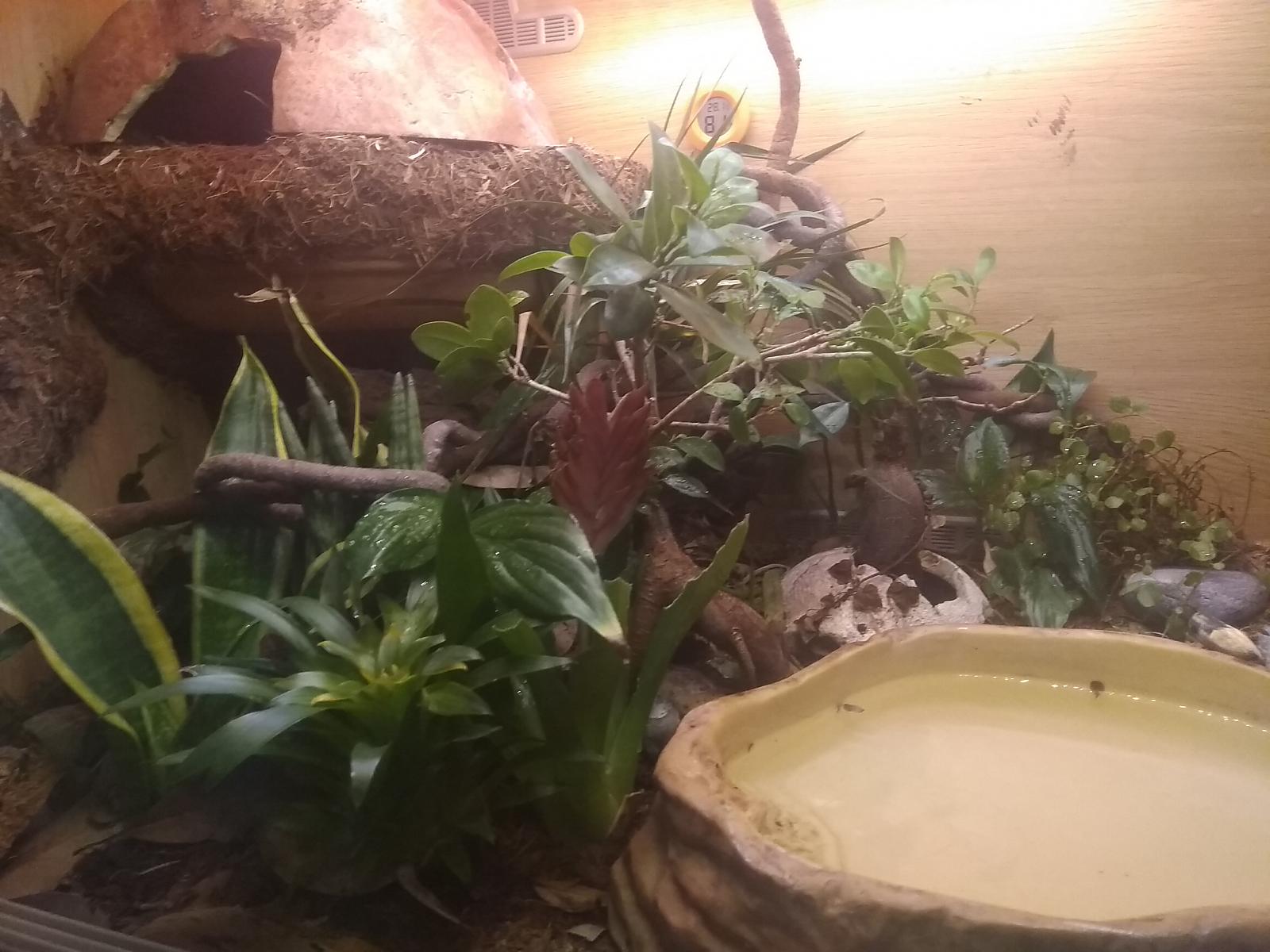 Wobs bioactive setup