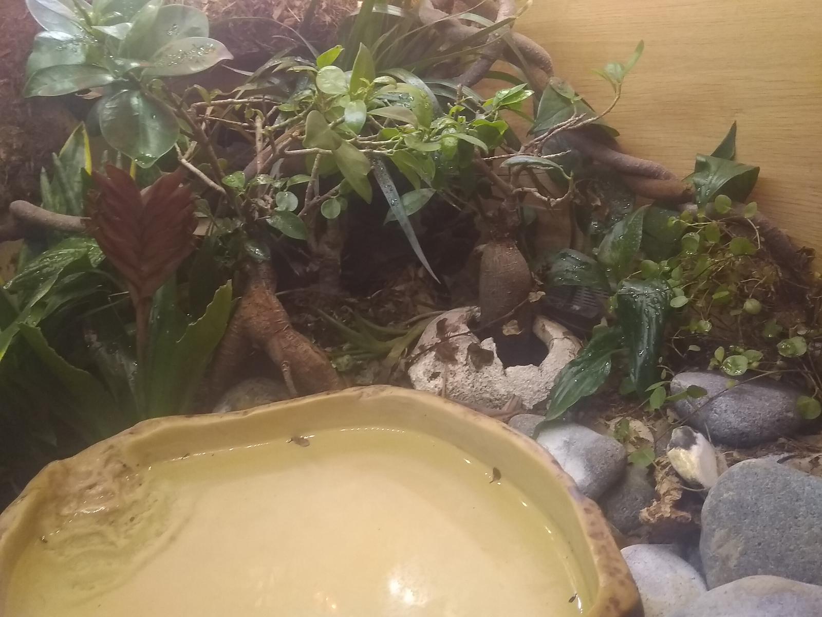Wobs bioactive setup