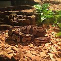 Ball Python