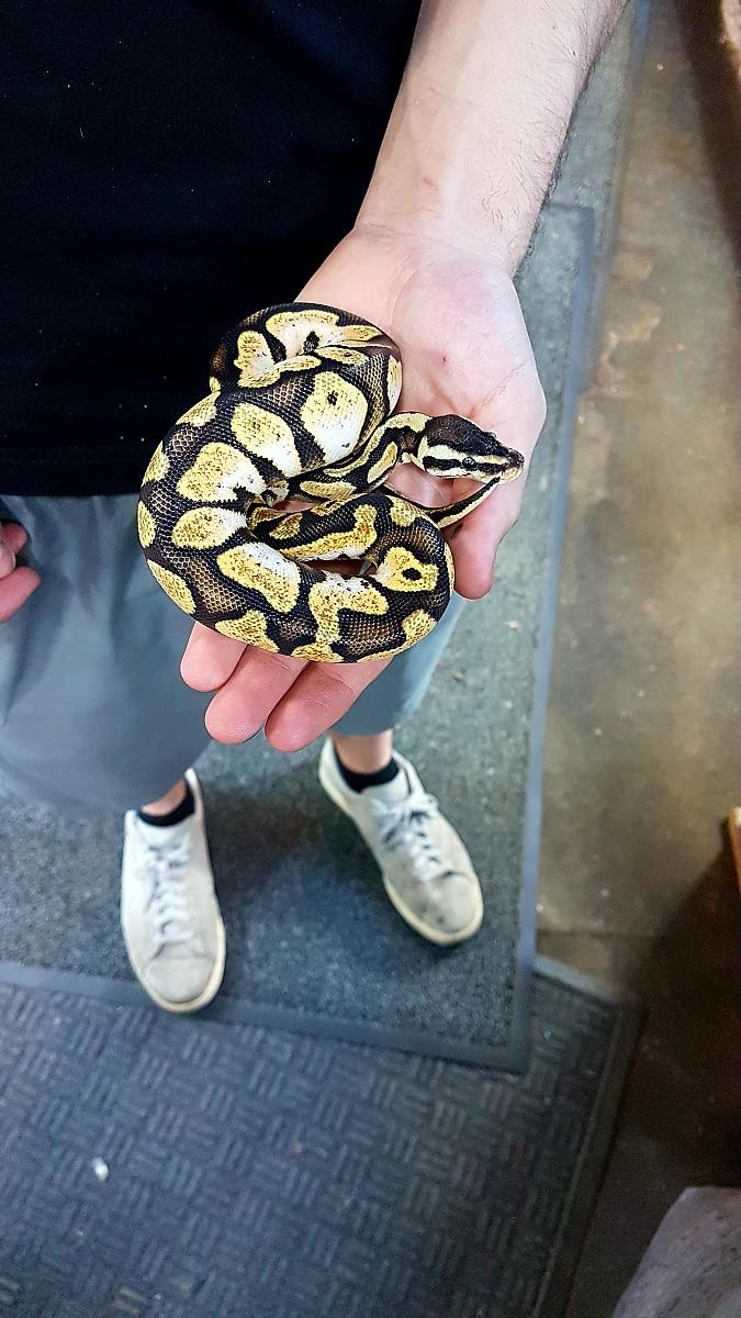 My ball python collection 3