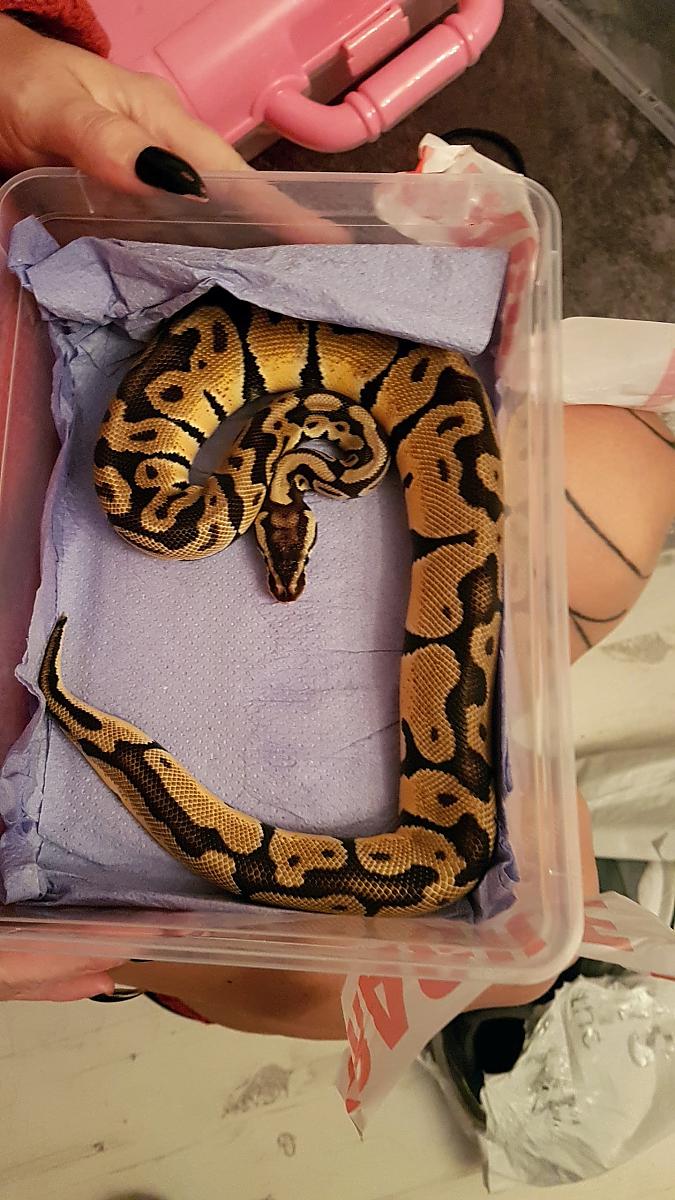 My ball python collection 3