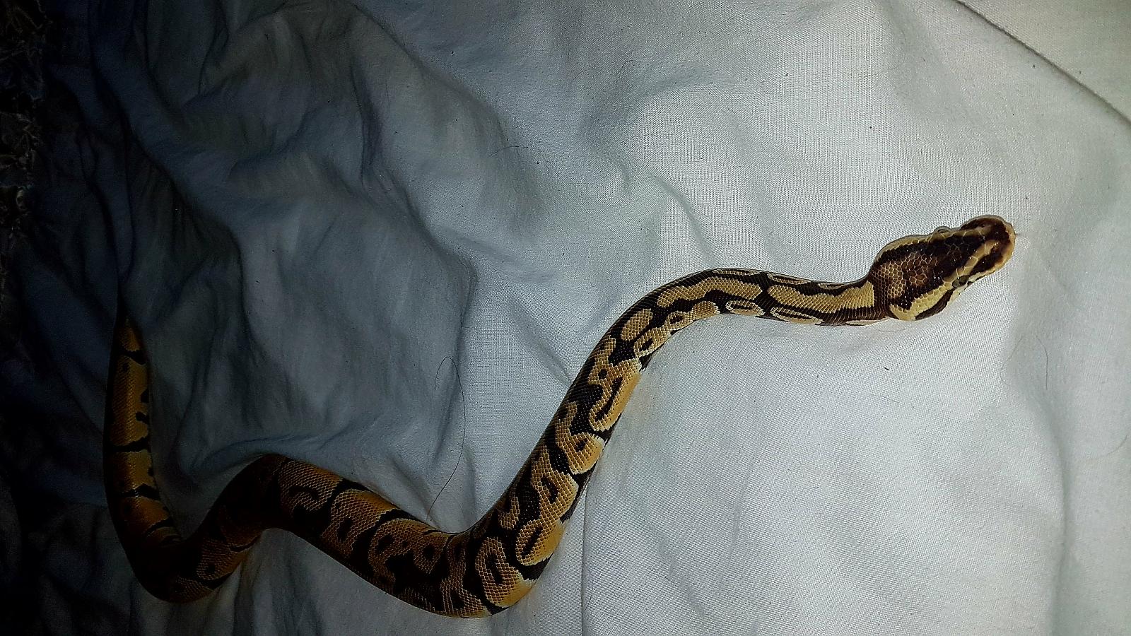 My ball python collection